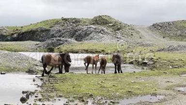 西班牙加利西亚的一个源头，一匹棕色的野马在山顶上饮水
